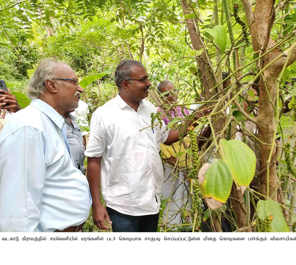 You can also cultivate quality pepper on the plains ... Farmers trained farmers